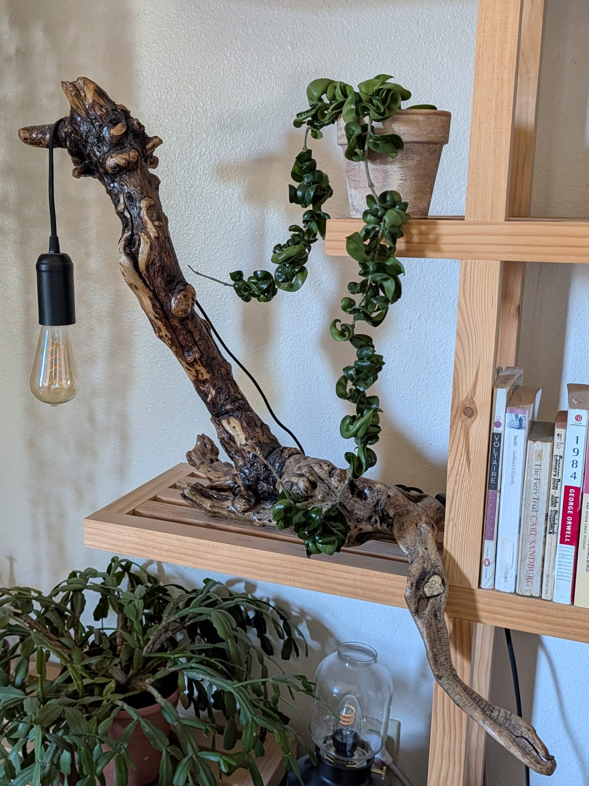 Custom driftwood lamp with Edison bulb